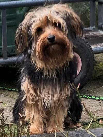 Yorkshire Terrier-Beitrag-Bild