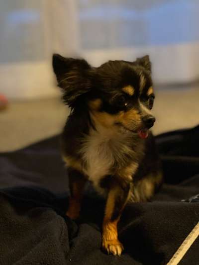 Wo sind die Chihuahua Besitzer ?-Beitrag-Bild