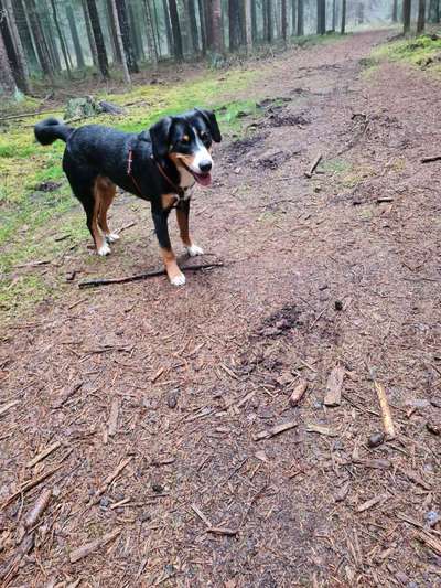 Hundetreffen-Cosmo sucht Spielpartner:)-Bild