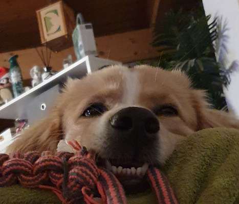 Dogorama Photo Challenge - Hundeblick zum hinschmelzen-Beitrag-Bild