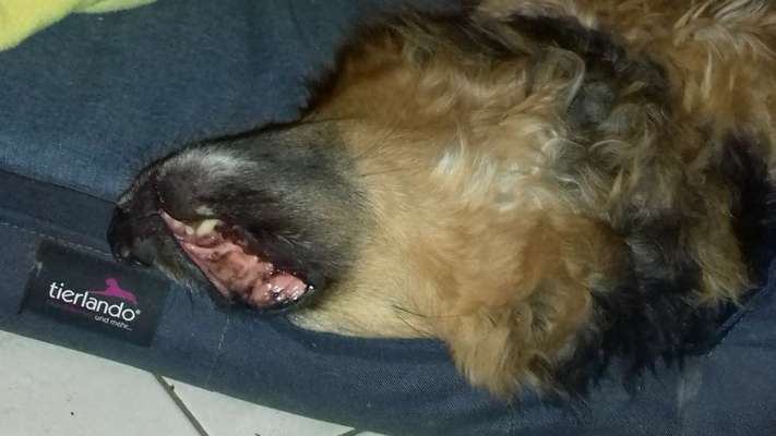 Die Dogorama-Wochen-Challenge "Die schönste Grimasse"-Beitrag-Bild