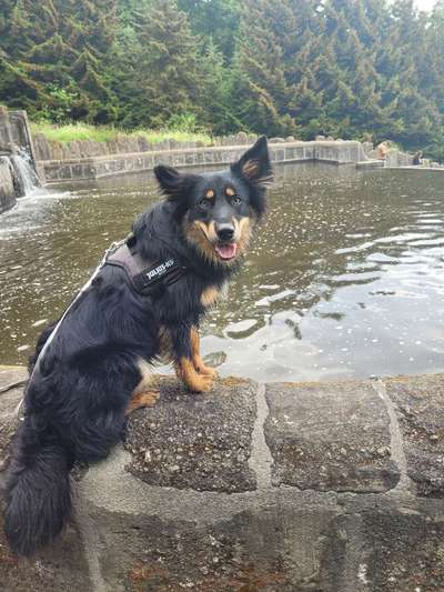 Dogorama Photo Challenge - Portrait-Beitrag-Bild