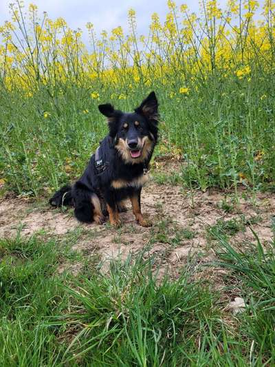 Hundetreffen-Neue Freunde kennenlernen hasenhecke Kassel-Bild