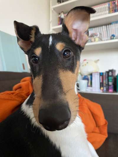 Collies gesucht-Beitrag-Bild