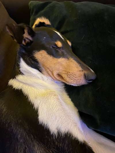 Smooth Collie oder kurzhaariger Collie-Beitrag-Bild