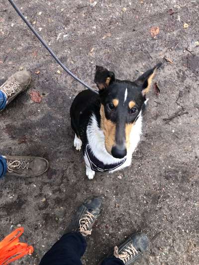 Reinrassige Hunde?-Beitrag-Bild