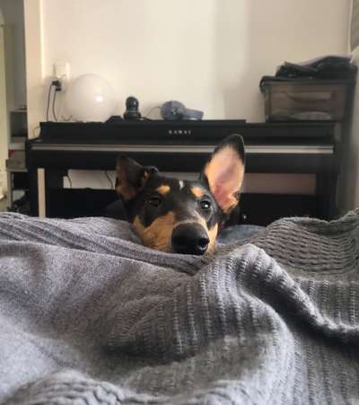 Fotos &Collagen: Beobachtungsposten-Beitrag-Bild