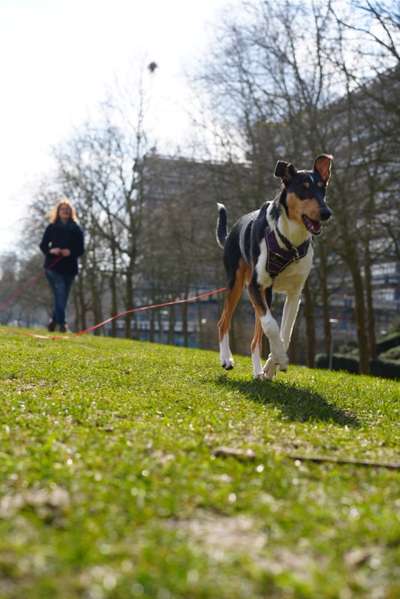 Reinrassige Hunde?-Beitrag-Bild