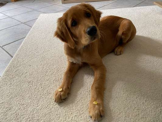 Hundetreffen-Welpentreffen Schmallenberg-Bild