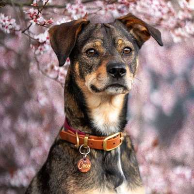 Hundetreffen-Spiel Spaß und Training-Bild