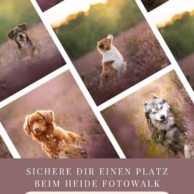Hundetreffen-Heide Foto Walk-Bild