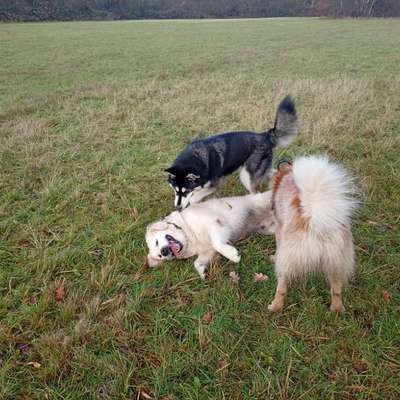 Hundetreffen-Grosse Hunde spaziergang und frei spielen am vossnacken-Bild