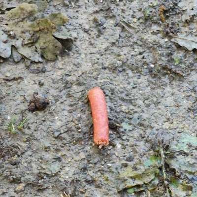 Giftköder-Wurst eventueller giftköder-Bild