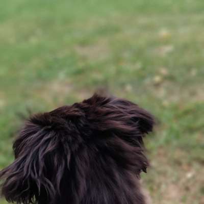 Hundetreffen-Welpentreff auf der Hundewiese Ladbergen-Bild