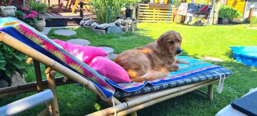 Wo sind die Golden Retriever Liebhaber?-Beitrag-Bild