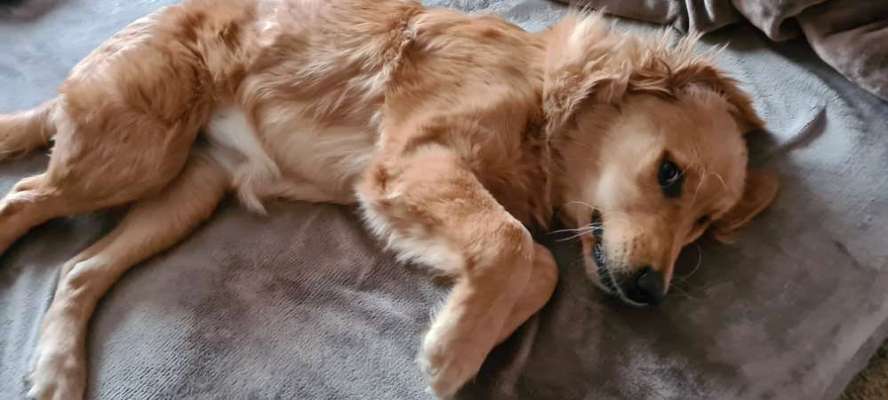 Welchen Hund hast du?-Beitrag-Bild