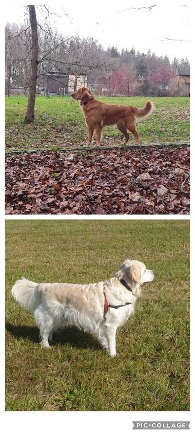 Wo sind die Golden Retriever Liebhaber?-Beitrag-Bild