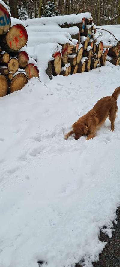 Wo sind die Golden Retriever Liebhaber?-Beitrag-Bild