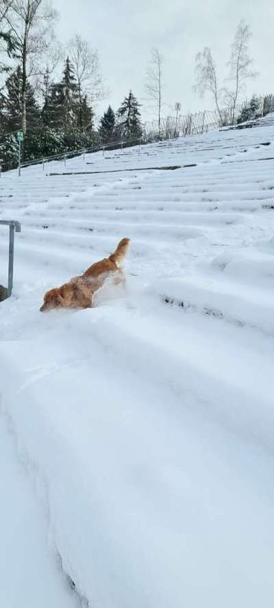 Wo sind die Golden Retriever Liebhaber?-Beitrag-Bild