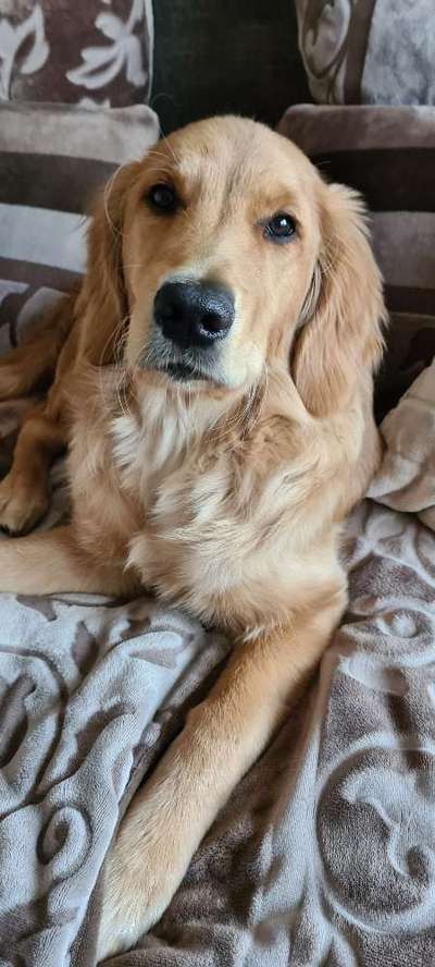 Wo sind die Golden Retriever Liebhaber?-Beitrag-Bild