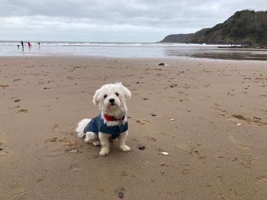 Dogorama Photo Challenge - Tierischer Urlaub-Beitrag-Bild