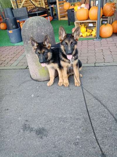 Der Schäferhund–Welpe zieht ein ...-Beitrag-Bild