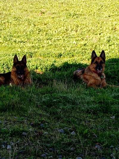 Der Schäferhund–Welpe zieht ein ...-Beitrag-Bild