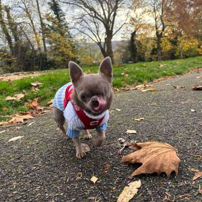 Hundetreffen-Chihuahua Dame sucht Freunde-Bild