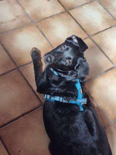 Hundetreffen-Hundekontakt, Spiele Runden, Gassi gehen-Bild