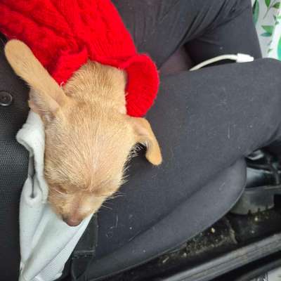 Hundetreffen-soziale Kontakte/gassi gehen/ spielen/toben-Bild