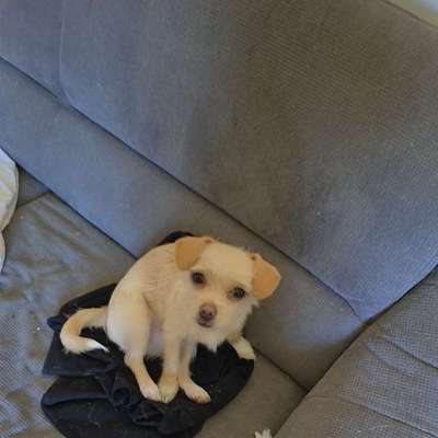 Hundetreffen-soziale Kontakte/gassi gehen/ spielen/toben-Bild