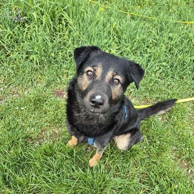 Hundetreffen-Hundekontakt, Spiele Runden, Gassi gehen-Bild