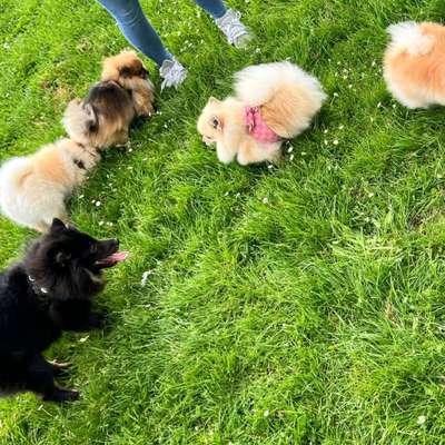 Hundetreffen-Schillerplatz-Bild