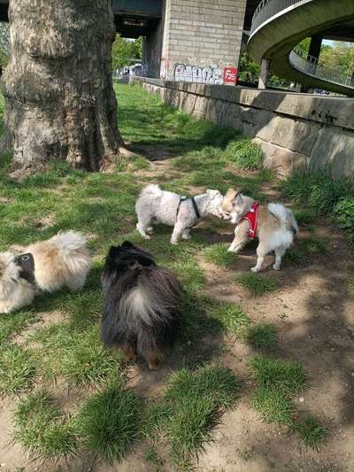 Hundetreffen-Zoopark-Bild