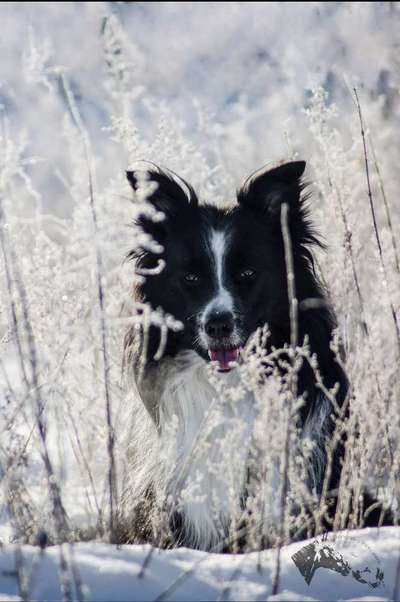 Foto's und Hundemodels-Beitrag-Bild