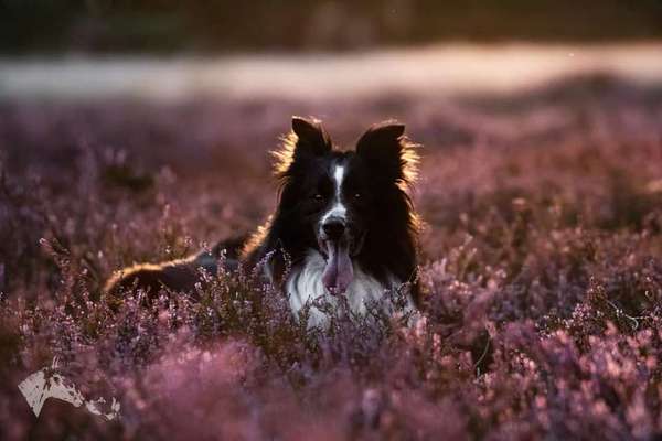 Foto's und Hundemodels-Beitrag-Bild