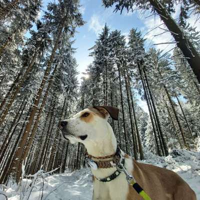 Hundetreffen-Gemeinsames Gassigehen-Profilbild