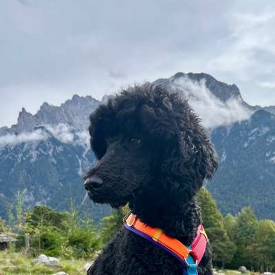 Hundetreffen-Gemeinsam Spazieren/Spielen/Trainieren-Bild