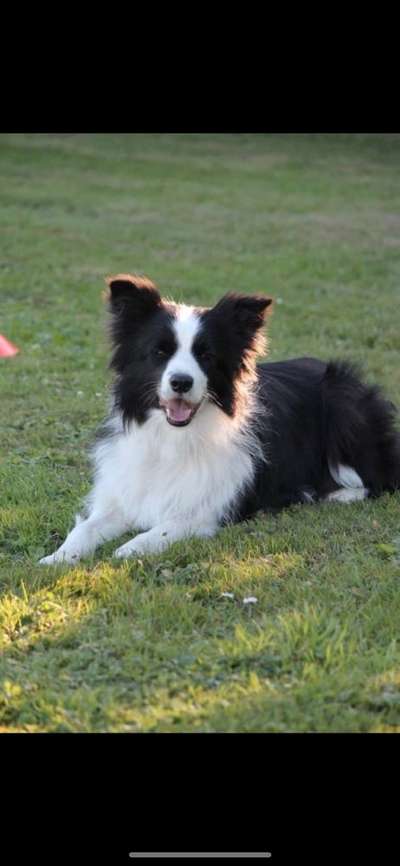 Zeigt mal eure border Collies :)-Beitrag-Bild