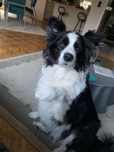Zeigt mal eure border Collies :)-Beitrag-Bild