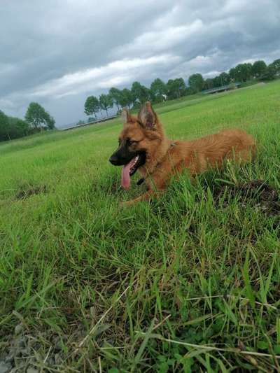 Hundetreffen-Spiel und Gassirunde in Heringen-Bild