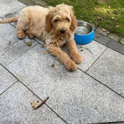 Hundetreffen-Welpentreffen in Rotenburg-Bild