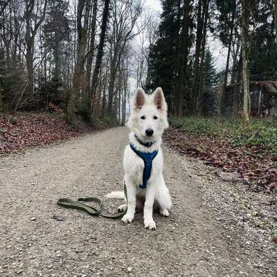 Hundetreffen-Spielen-Bild