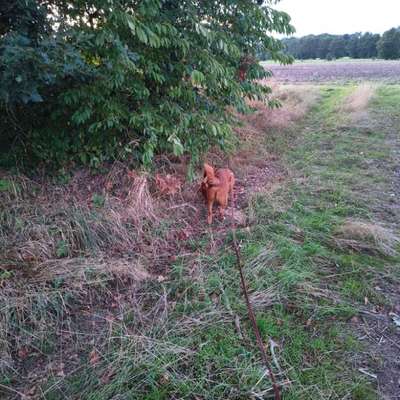 Hundetreffen-Hunde Treffen in Gütersloh friedrichsdorf-Bild
