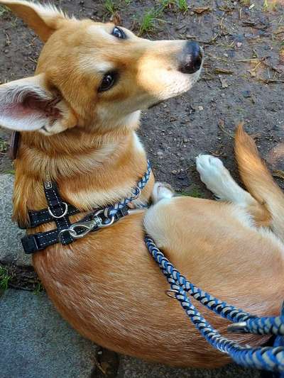 Welpen Bilder !-Beitrag-Bild