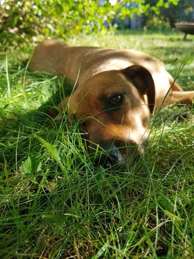 Fotosammlung: ,,Der natürliche Hund" Unbearbeitet, ungestellt und in Natura-Beitrag-Bild