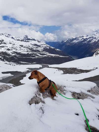156. Fotochallenge *** DEIN HUND UND DIE WUNDERSCHÖNEN WOLKEN ***-Beitrag-Bild