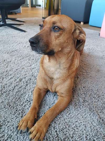 Auslandstierschutz-Beitrag-Bild