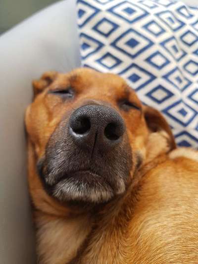 Zeigt mir die tollste Nahaufnahme von eurer Fellnase-Beitrag-Bild