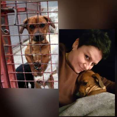 Auslandstierschutz-Beitrag-Bild